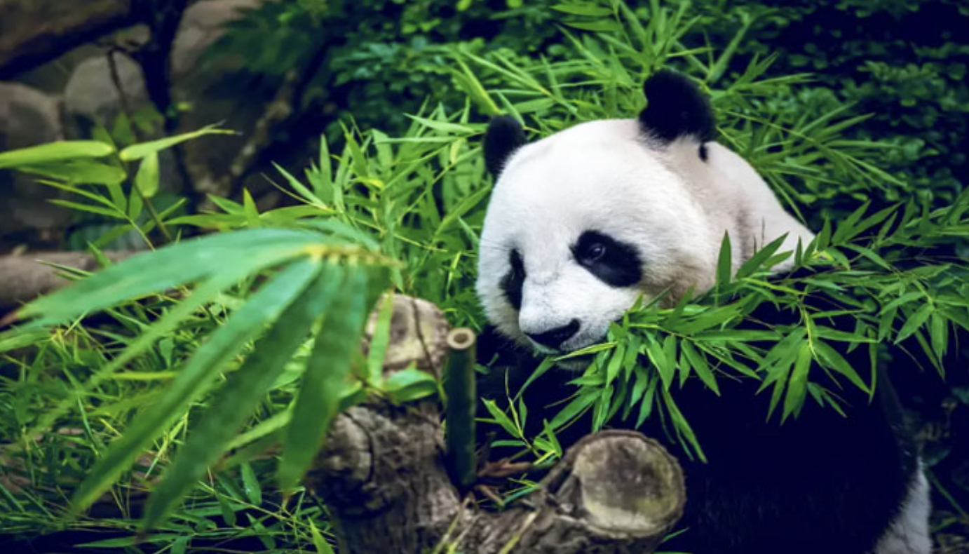 Trải nghiệm trượt tuyết ngắm gấu trúc : THÀNH ĐÔ – CỬU TRẠI CÂU – ĐÔ GIANG YẾN – LÝ HUYỆN – GIA CÔ SƠN (TRƯỢT TUYẾT)